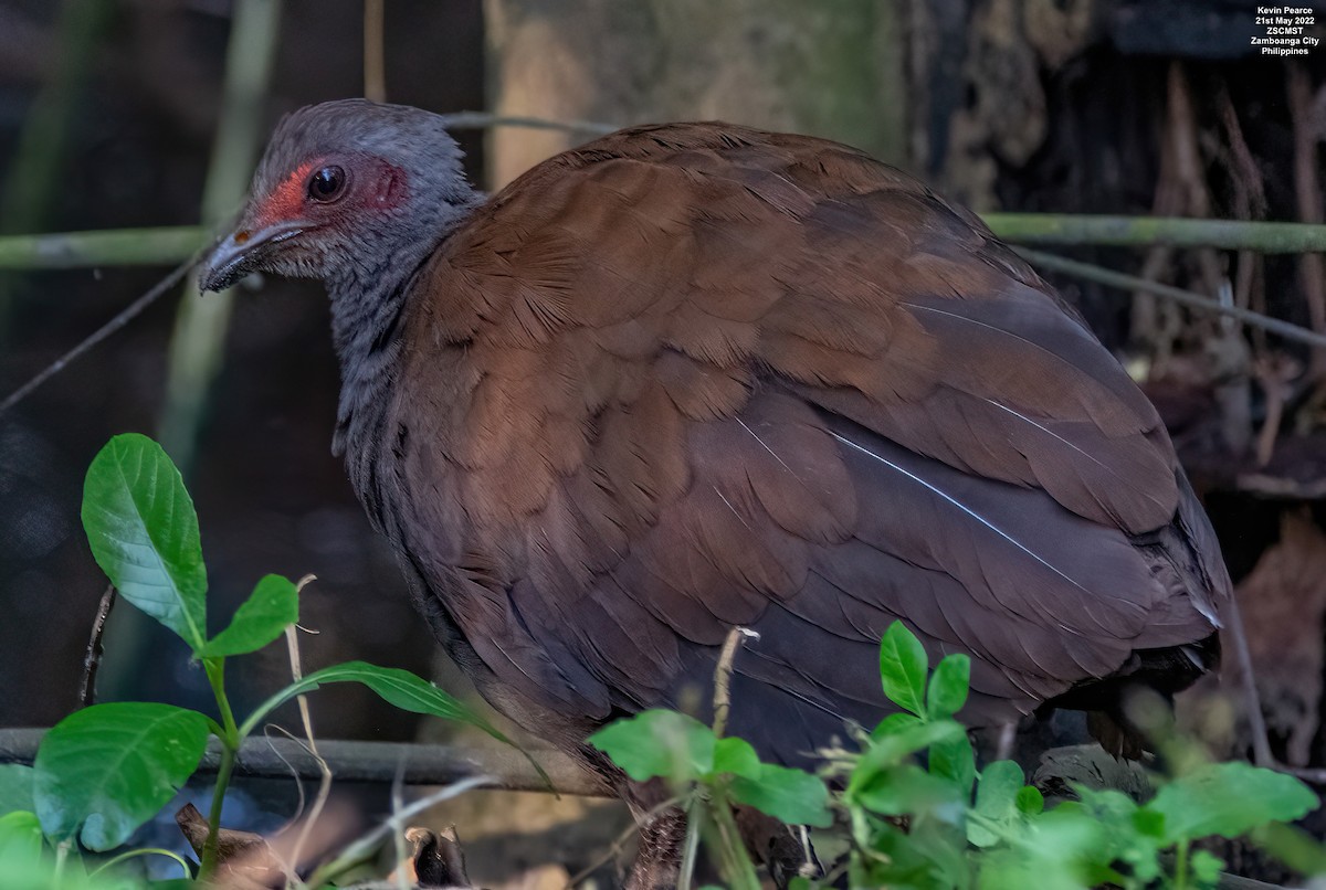 Philippine Megapode - Kevin Pearce