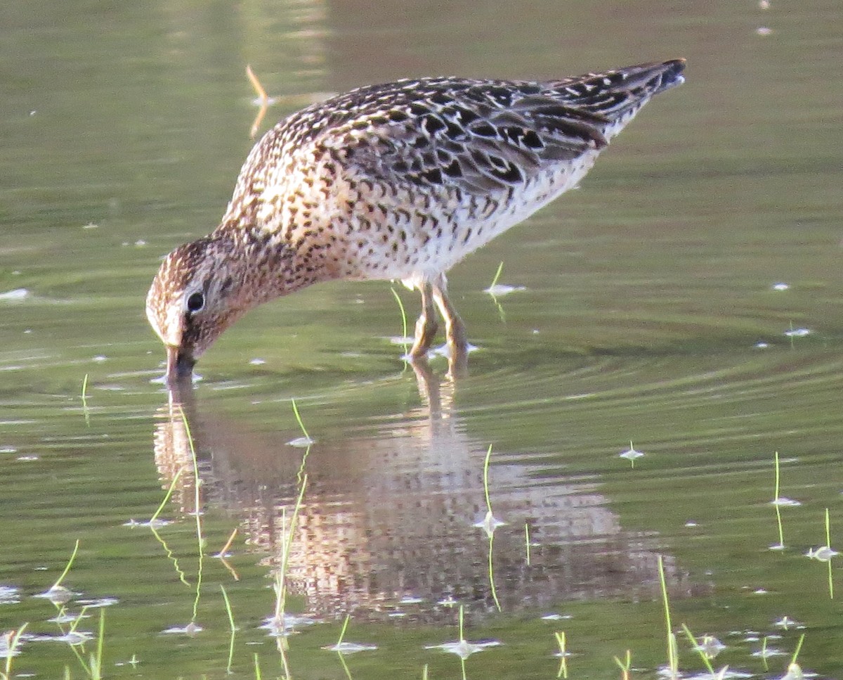 Short-billed Dowitcher - shelley seidman