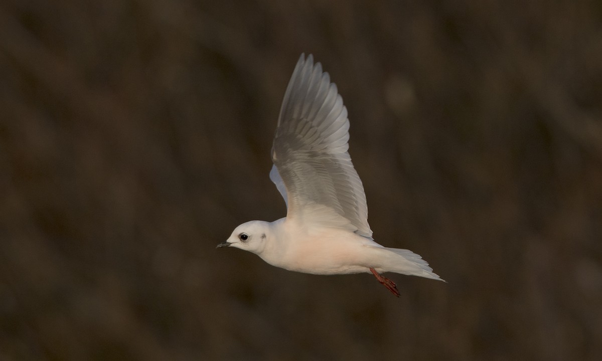 Gaviota Rosada - ML45296341