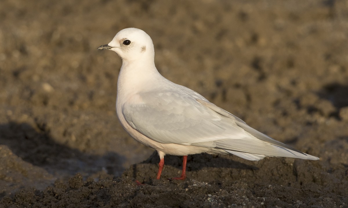 Ross's Gull - Brian Sullivan