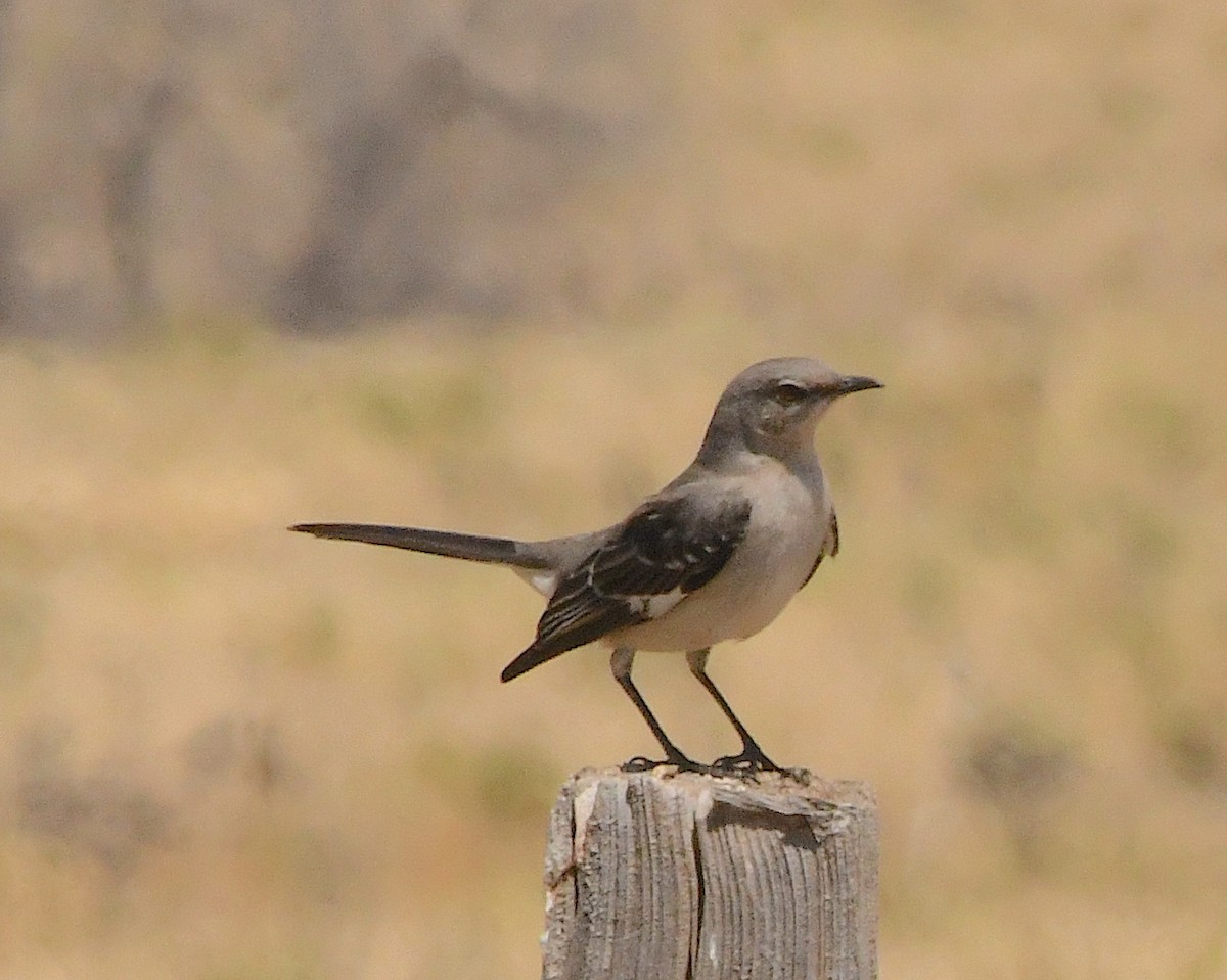 Northern Mockingbird - Ted Wolff