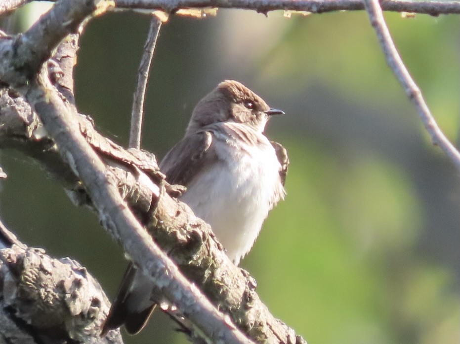 Northern Rough-winged Swallow - ML452964521