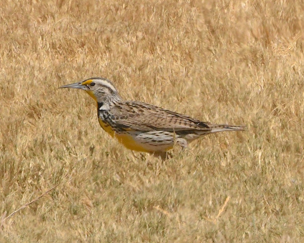 Western Meadowlark - ML452965401