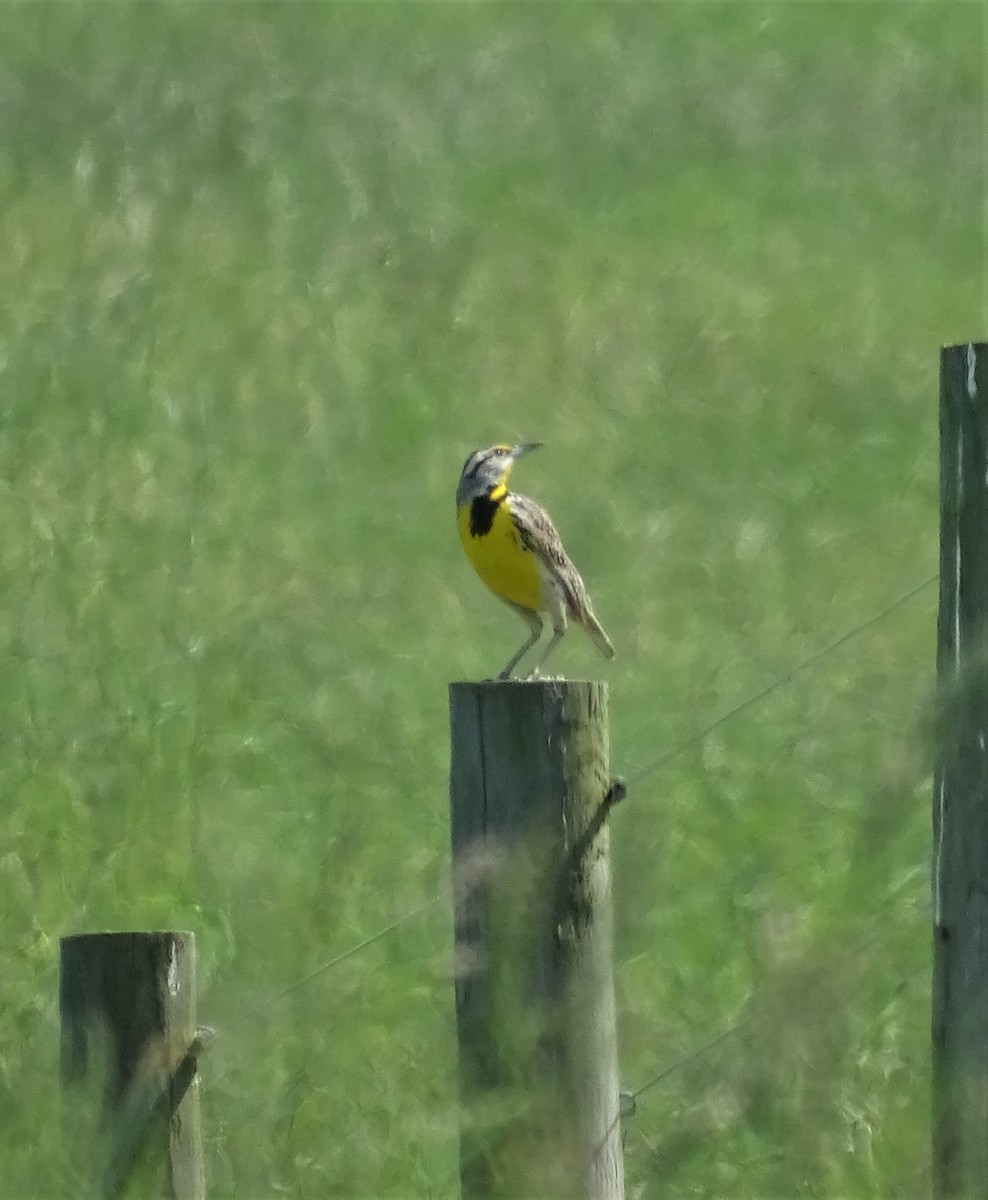 Eastern Meadowlark - ML452965561