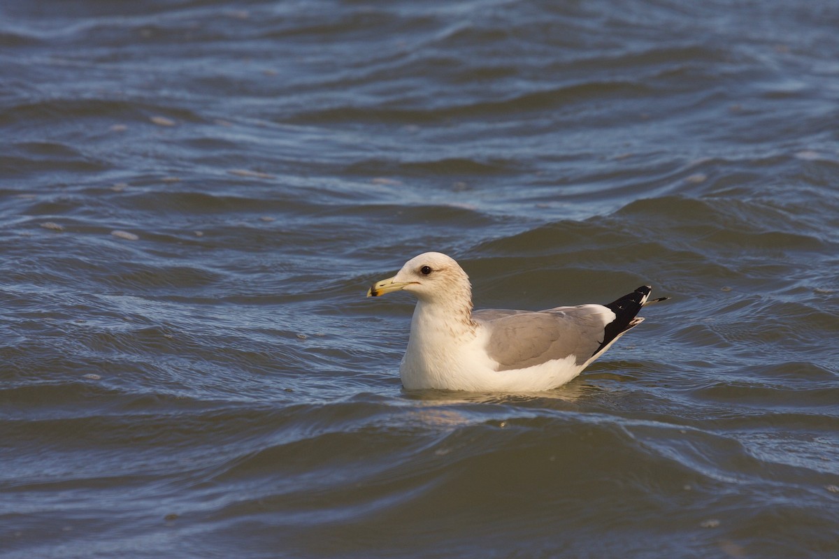 Kaio kaliforniarra - ML45296591