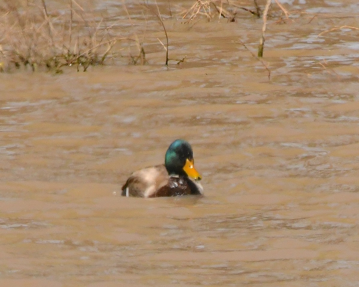 Mallard - ML452965971