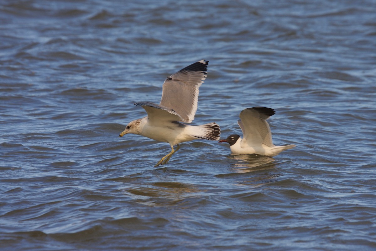 Kaio kaliforniarra - ML45296601