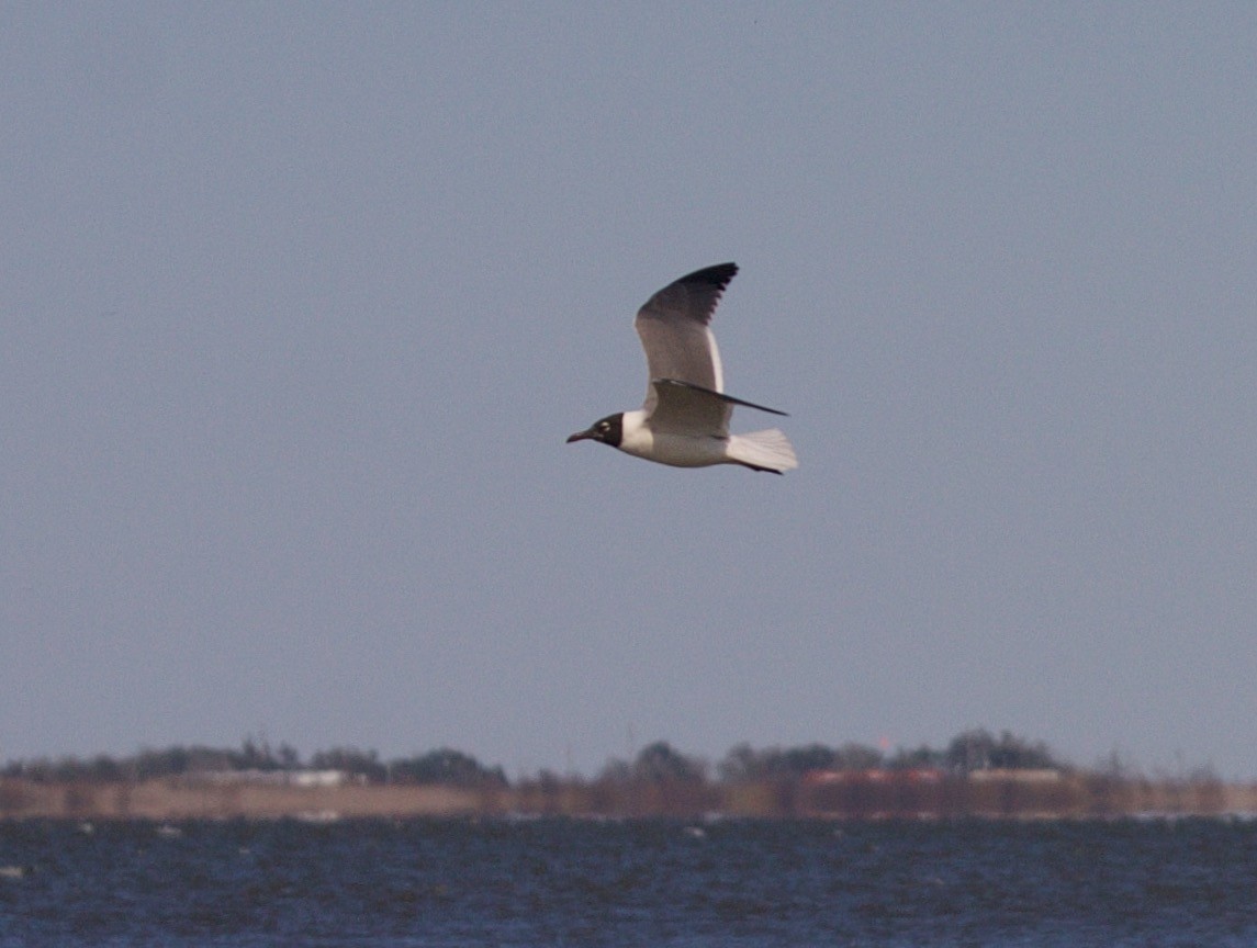 Antxeta mokogorri amerikarra - ML45296611