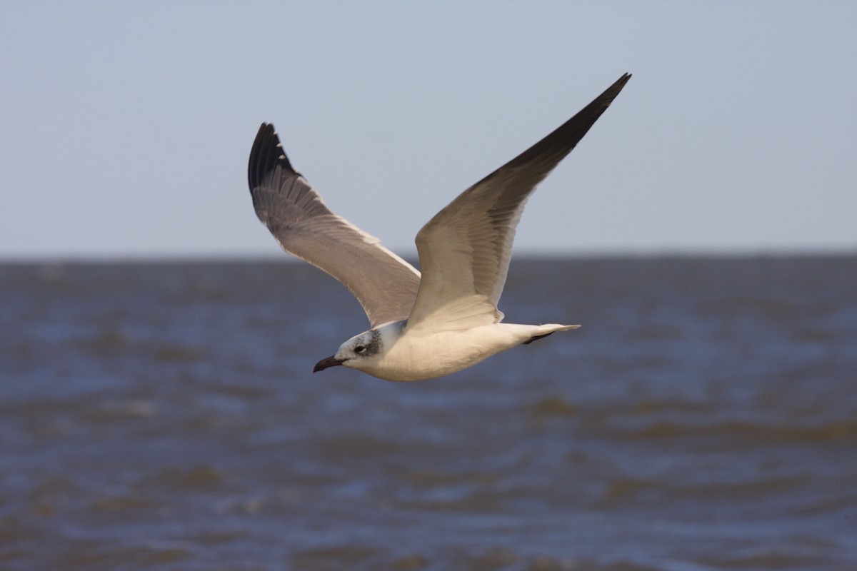 Antxeta mokogorri amerikarra - ML45296621