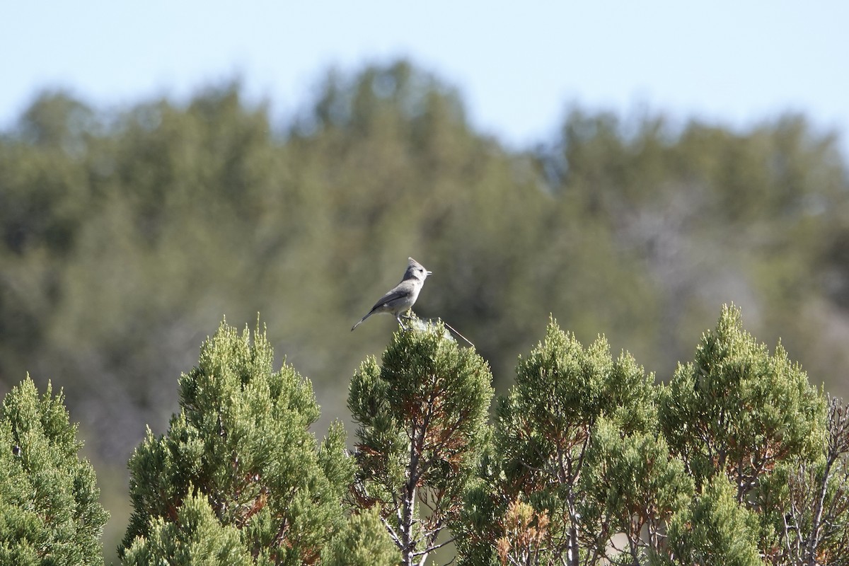 Juniper Titmouse - Anne Goff