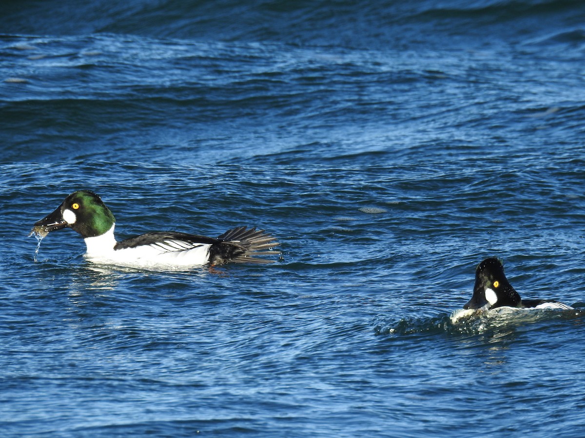 Common Goldeneye - ML45296651