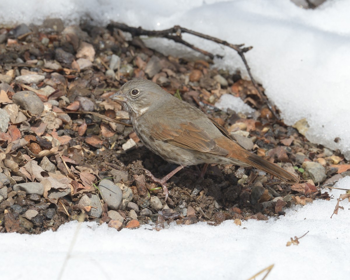 Fox Sparrow (Slate-colored) - ML452966571