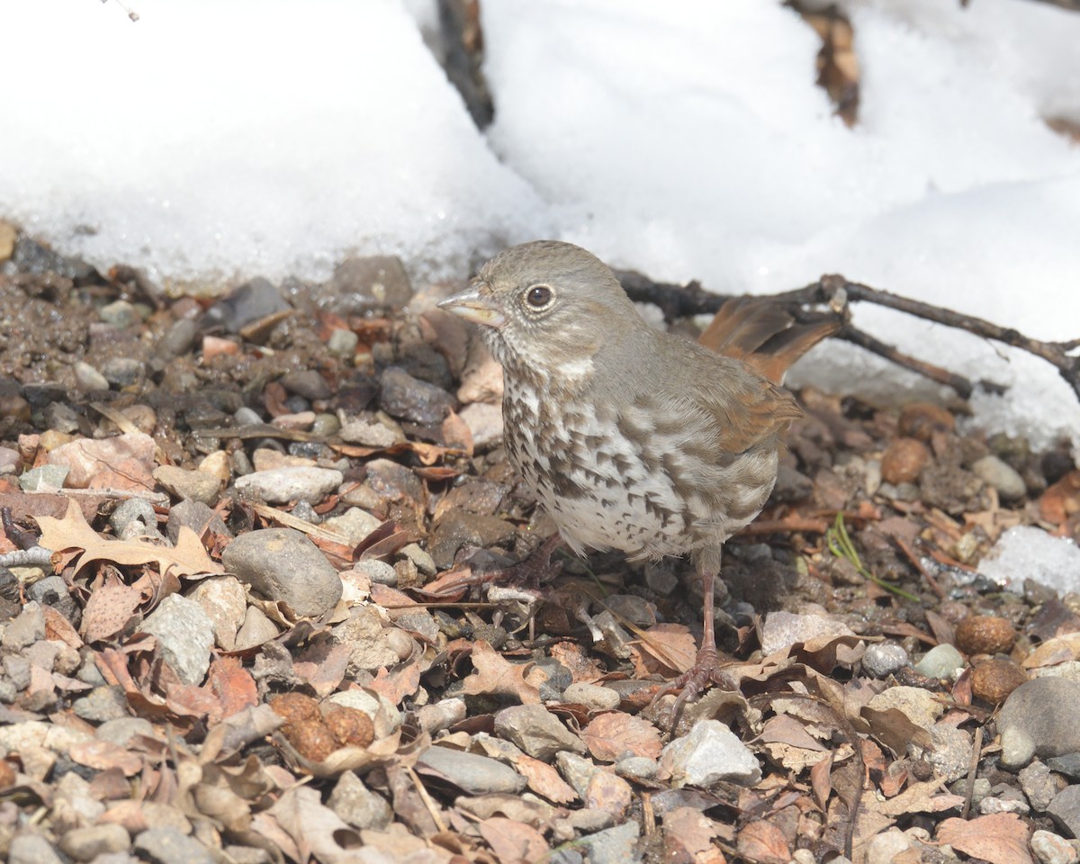 Fox Sparrow (Slate-colored) - ML452966581