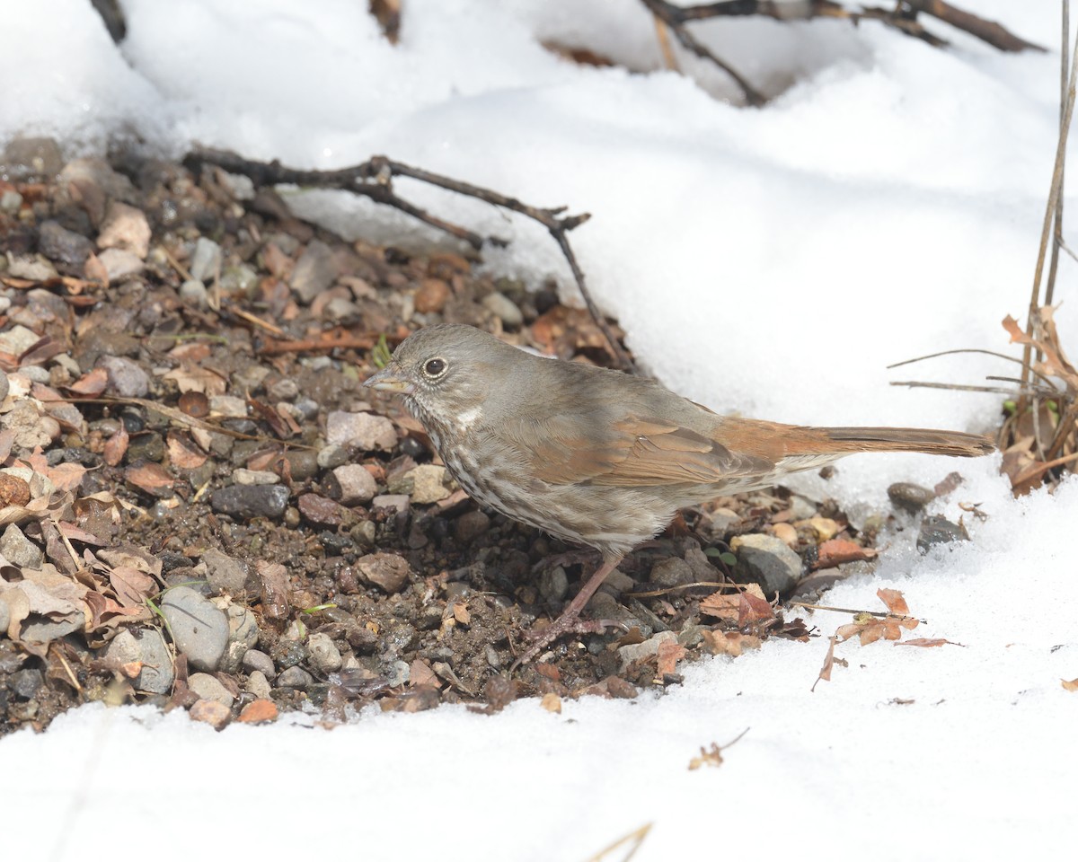 Fox Sparrow (Slate-colored) - ML452966591