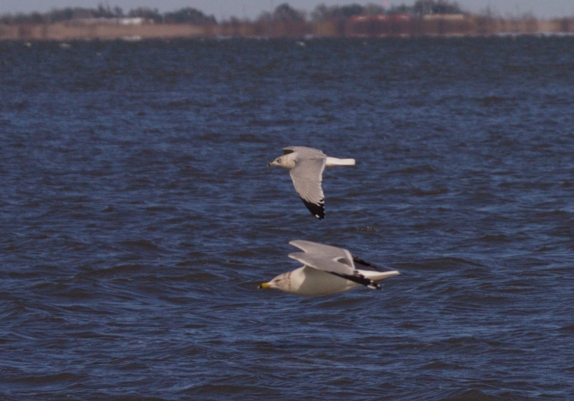 Delawareko kaioa - ML45296671