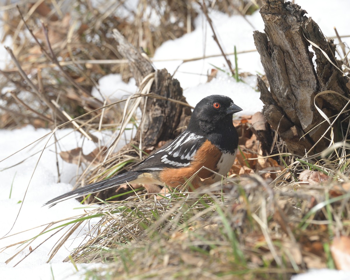 Spotted Towhee - ML452966751