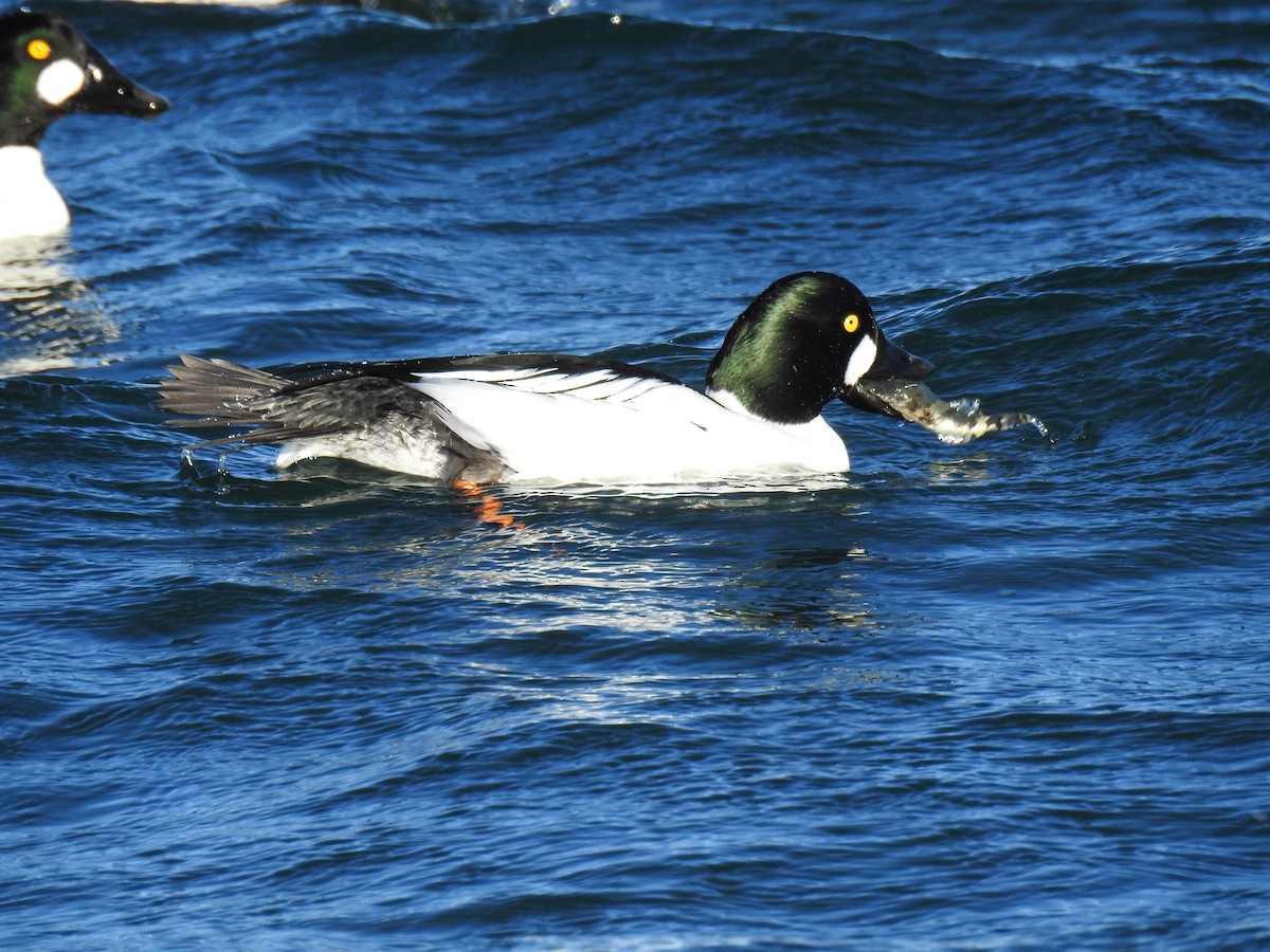 Common Goldeneye - ML45296681