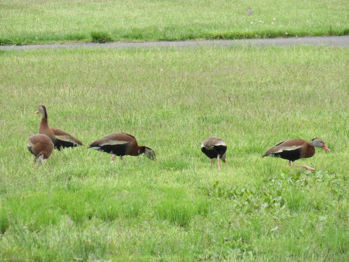 Black-bellied Whistling-Duck - ML452966831