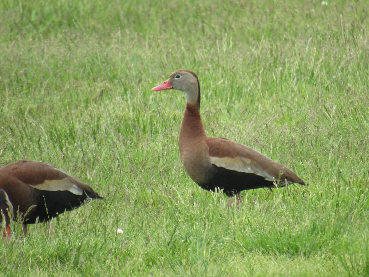 Black-bellied Whistling-Duck - ML452966841