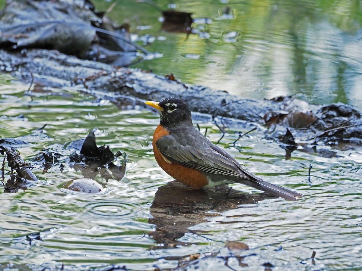 American Robin - ML452967421