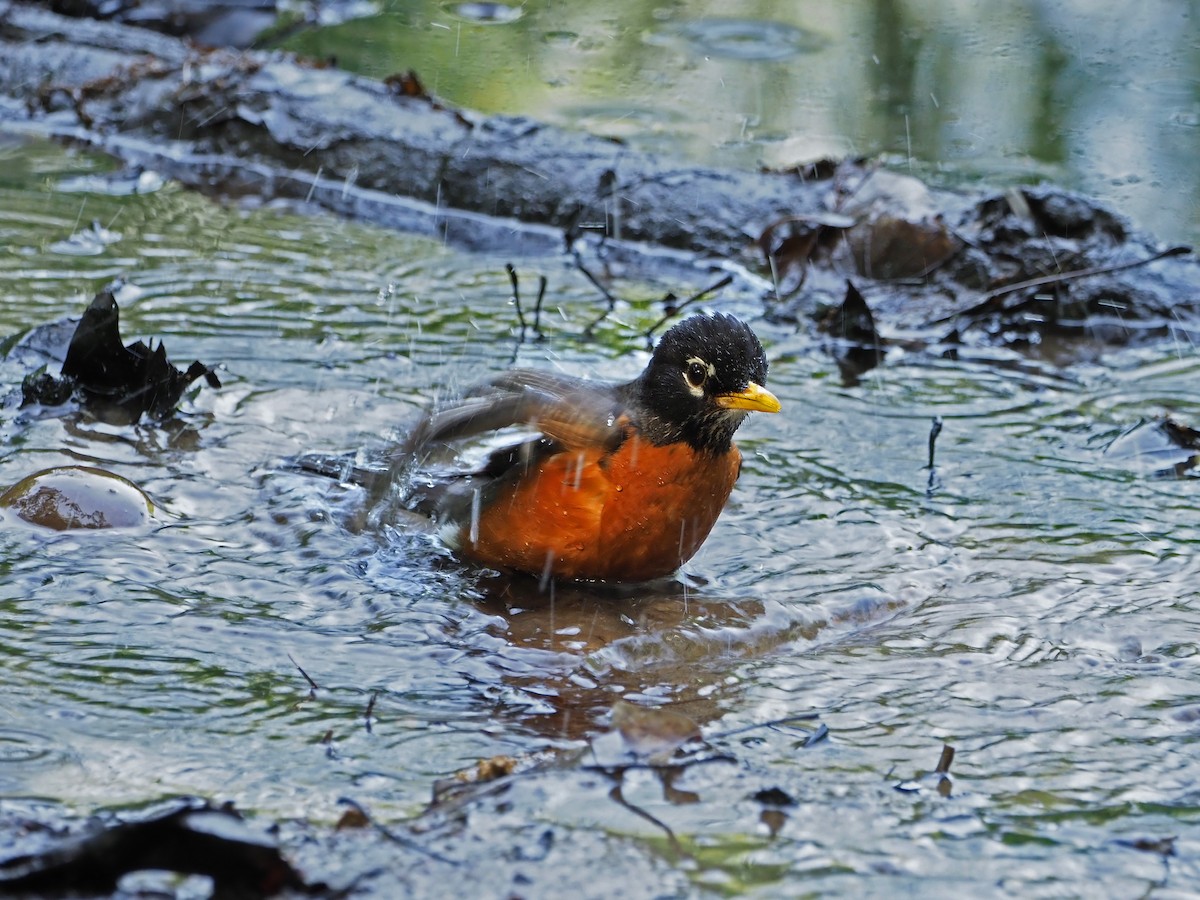American Robin - ML452967481