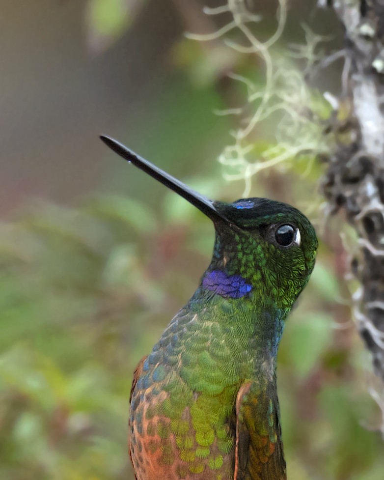 Violet-throated Starfrontlet (Cuzco) - ML452967631