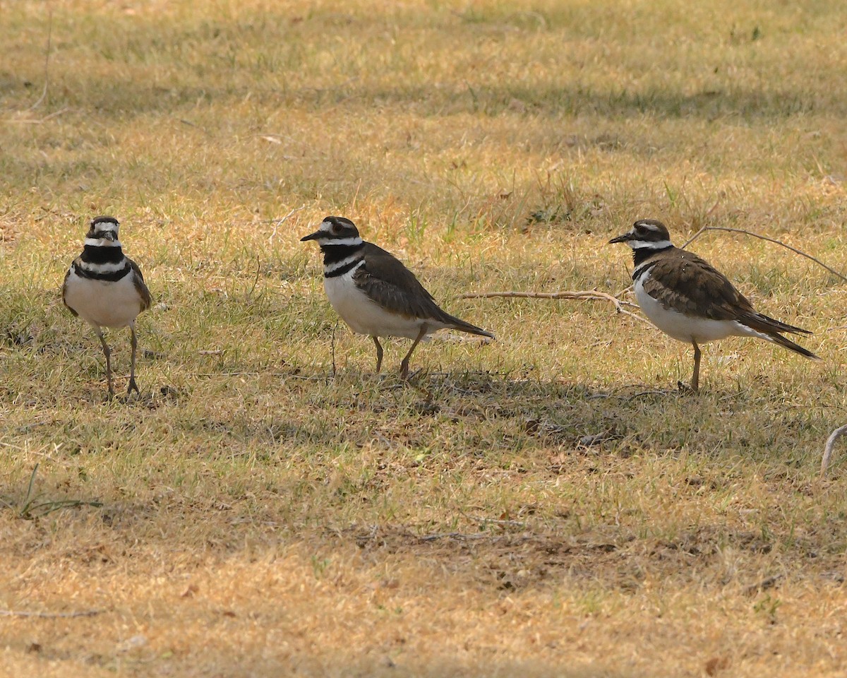 Killdeer - ML452968921