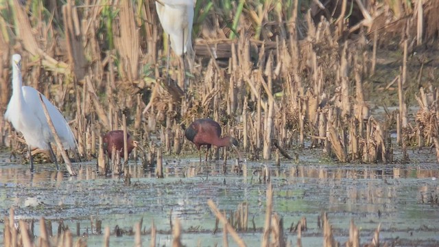 White-faced Ibis - ML452969071