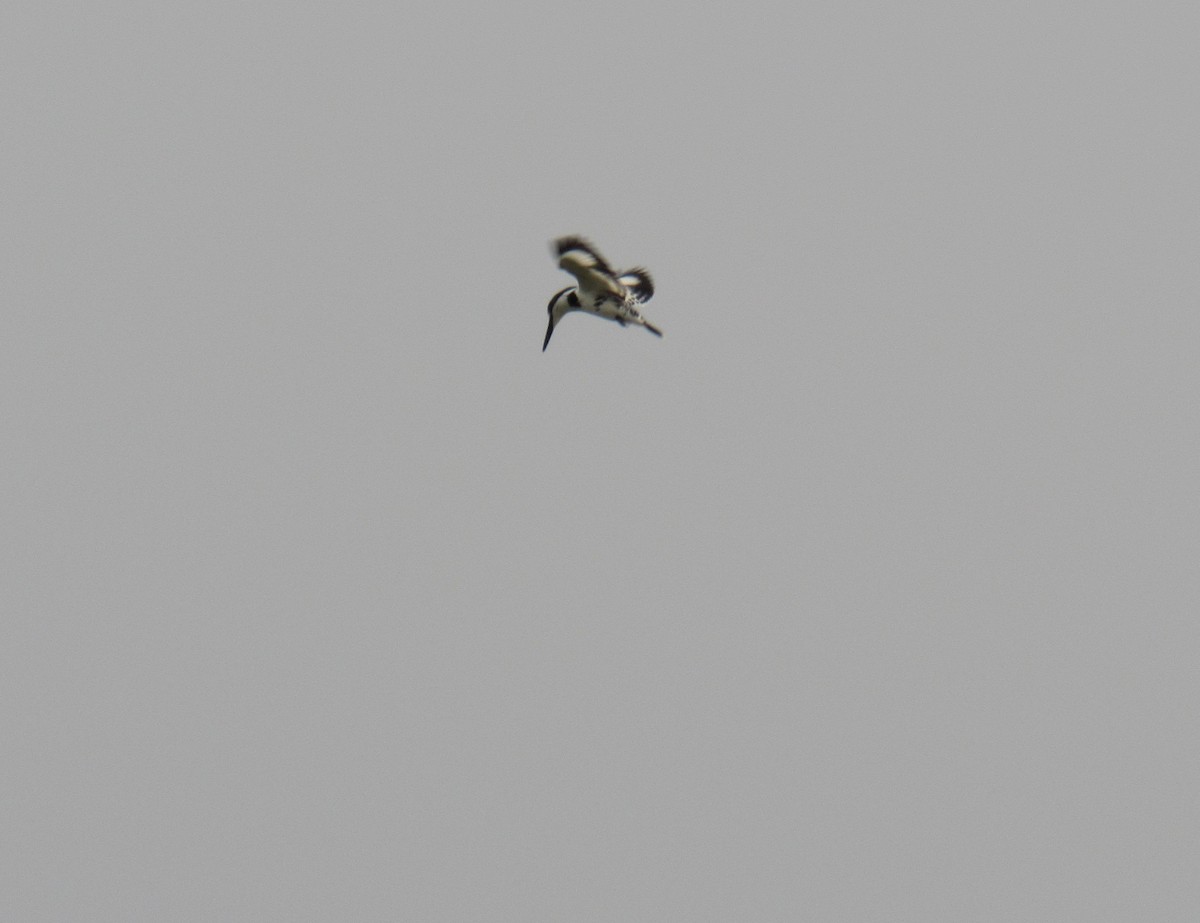 Pied Kingfisher - ML45296971