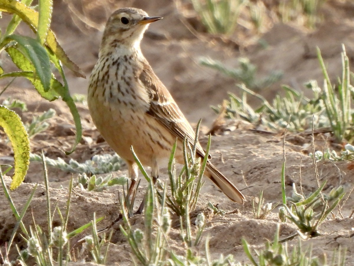 American Pipit - Donna Mancuso