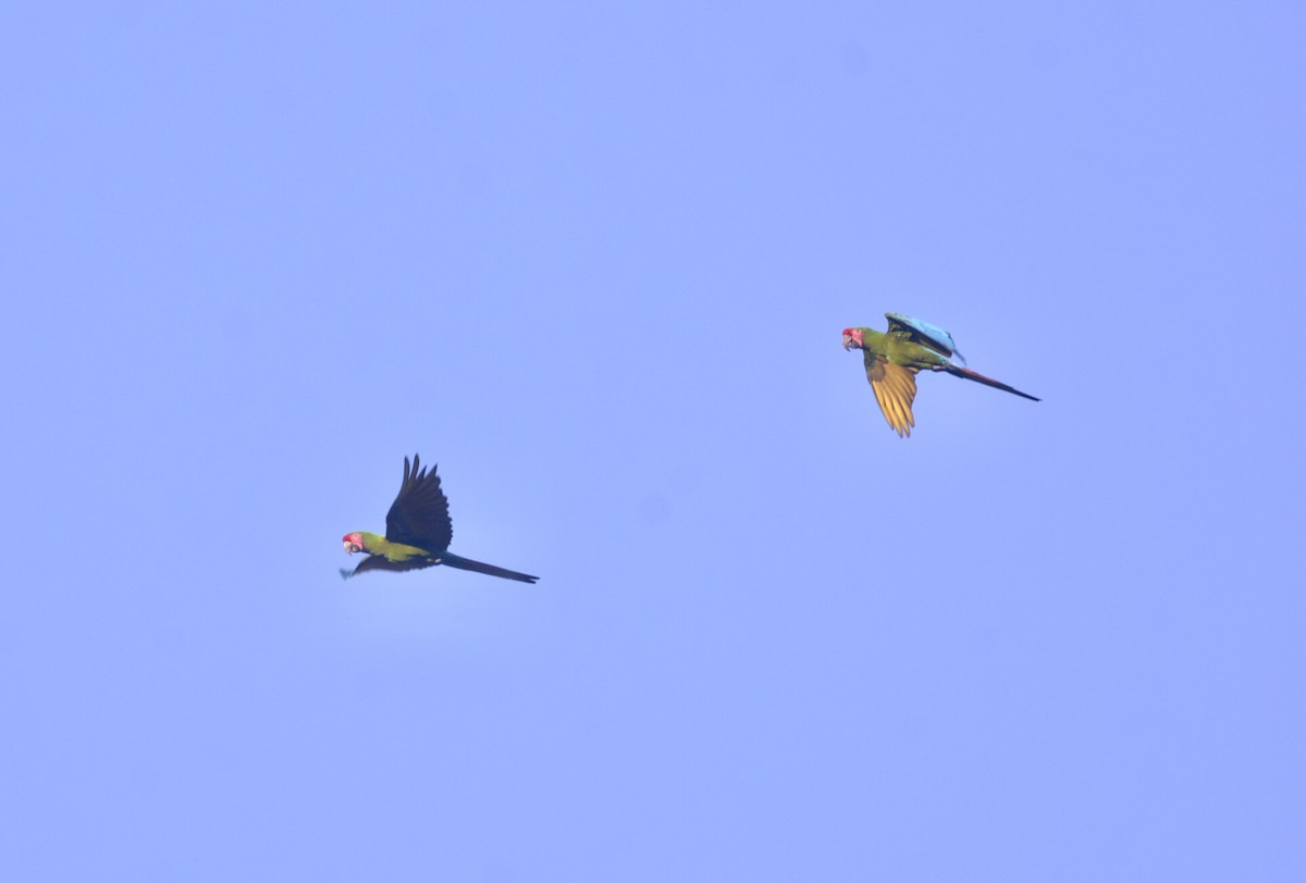 Military Macaw - L.Vidal Prado Paniagua
