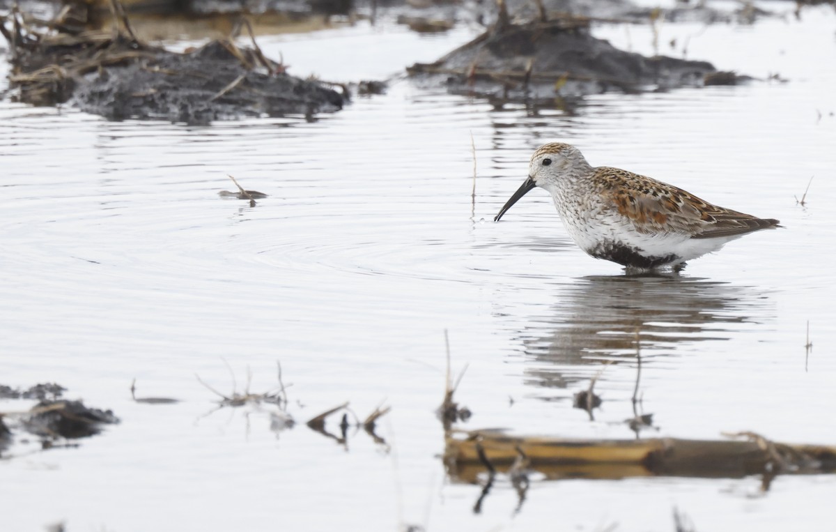 Dunlin - ML452972111