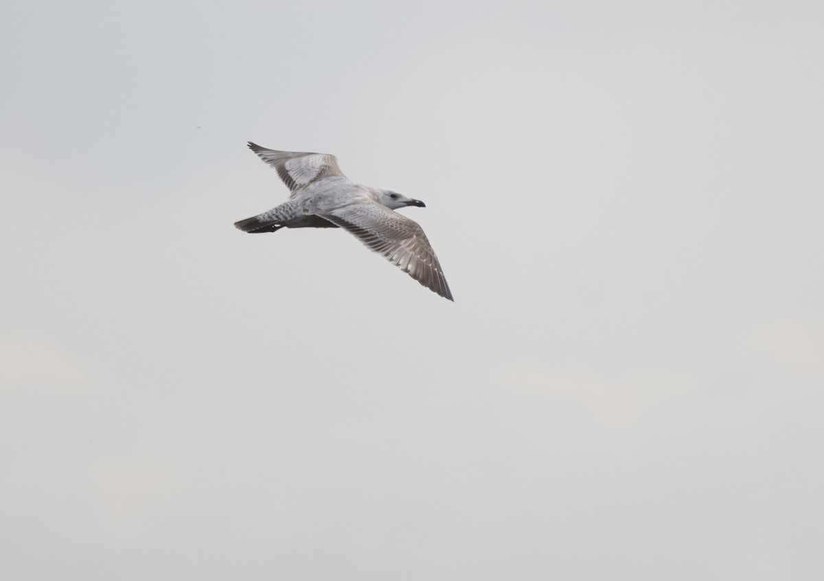 Gaviota Argéntea - ML452972211