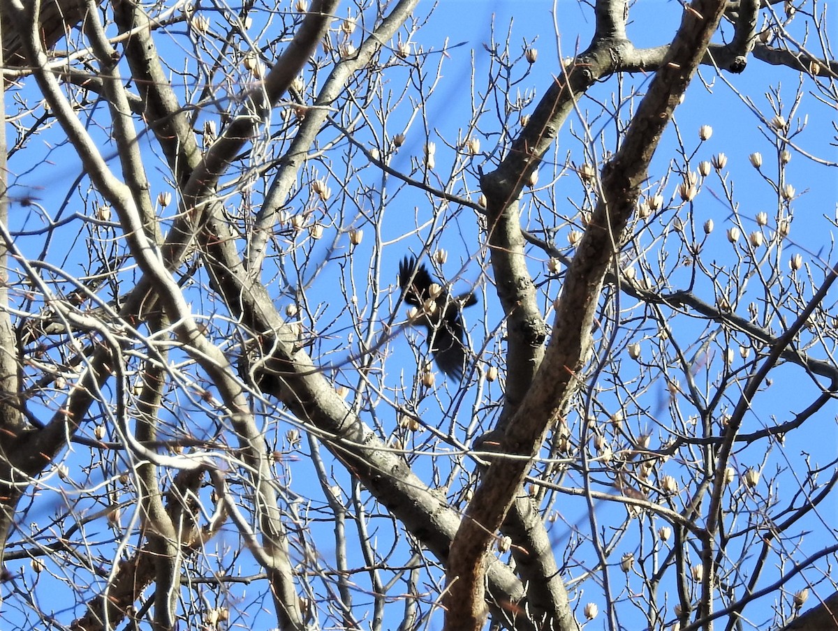 Common Raven - Emphe Ghie