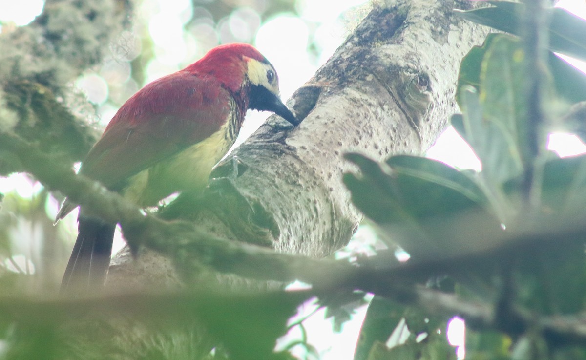 Crimson-mantled Woodpecker - ML452972931