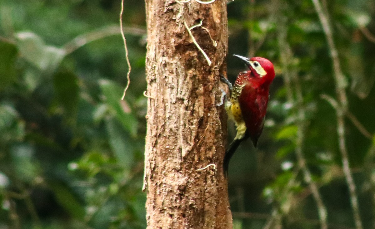 Crimson-mantled Woodpecker - ML452972971