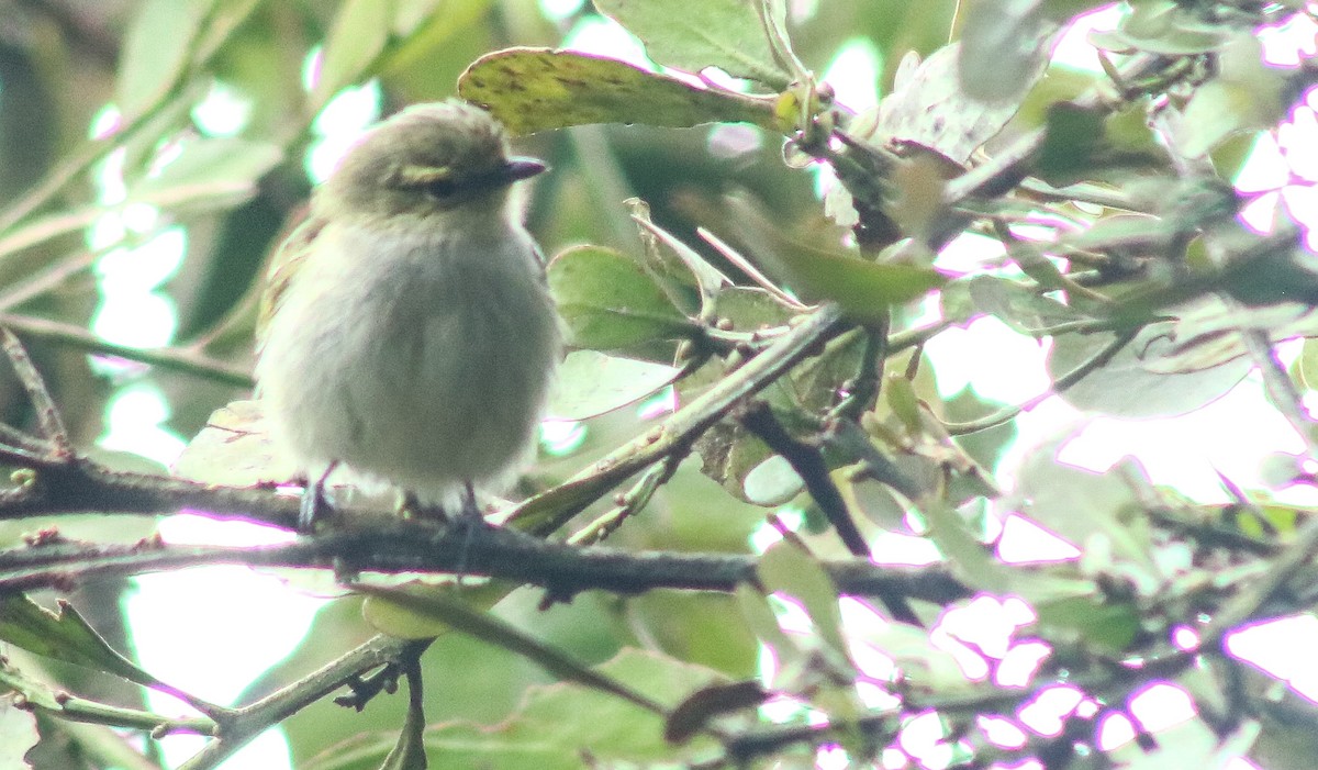 Golden-faced Tyrannulet - ML452973041