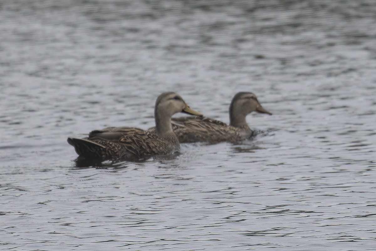 Mottled Duck - ML452973281