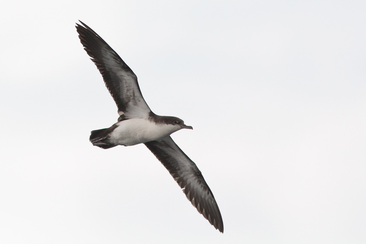 Galapagos Shearwater (Light-winged) - Michael O'Brien