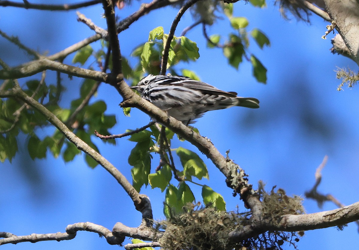 Black-and-white Warbler - ML452973931