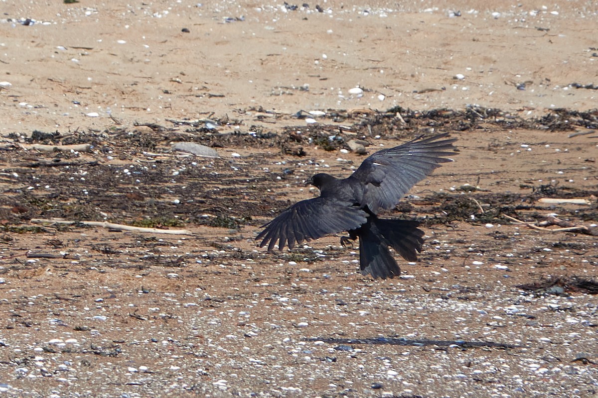 Common Raven - Elodie Roze