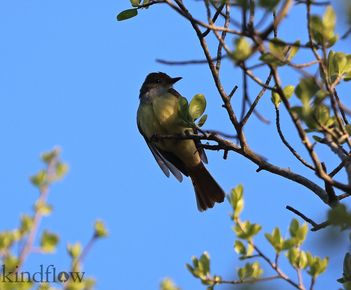 Great Crested Flycatcher - ML452977351