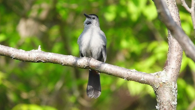 Pájaro Gato Gris - ML452977671