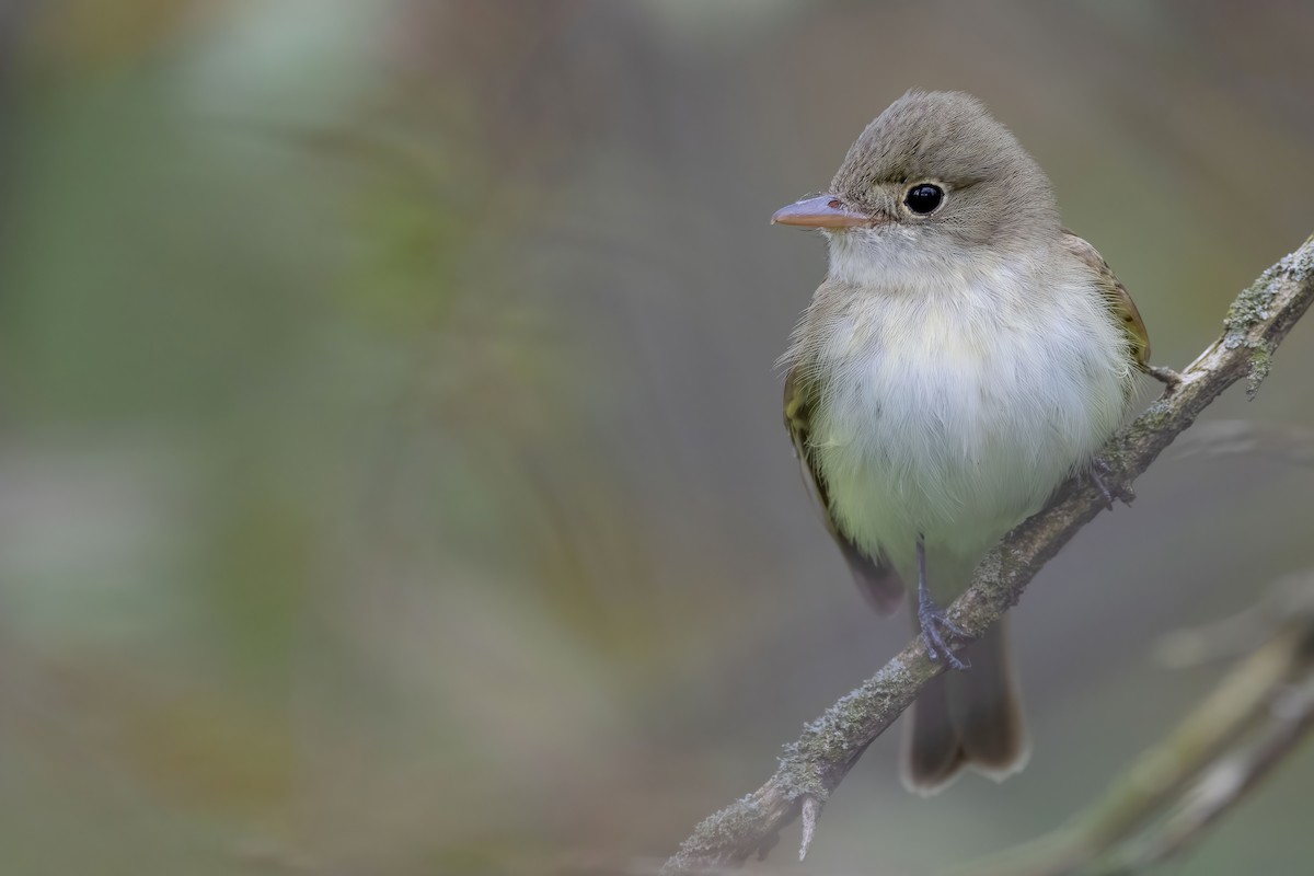 Acadian Flycatcher - ML452978161