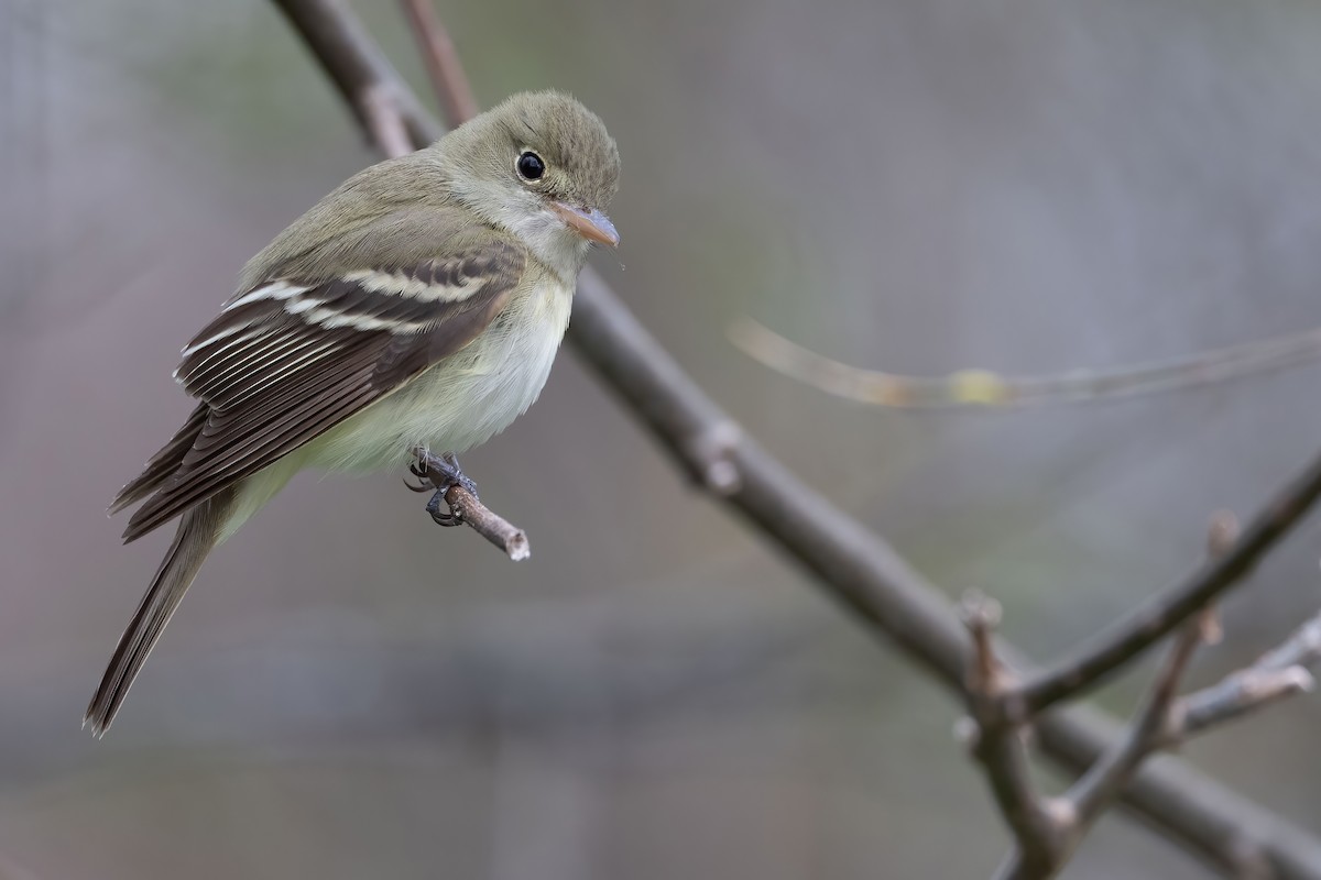 Acadian Flycatcher - ML452978171