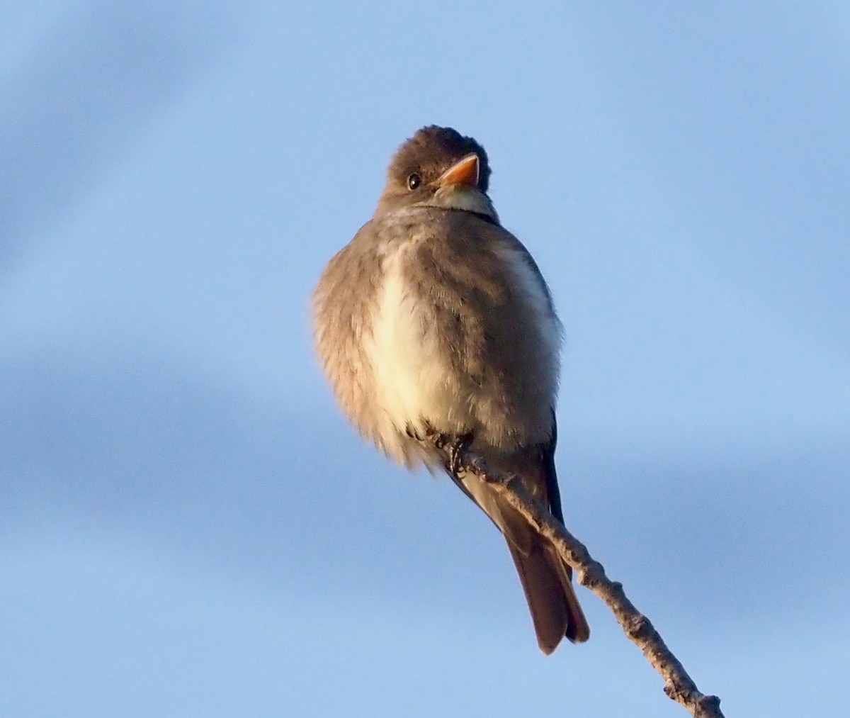 Olive-sided Flycatcher - ML452980801