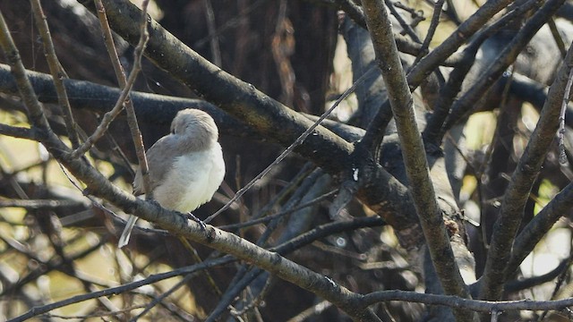 Белолицый арлекин - ML452983591