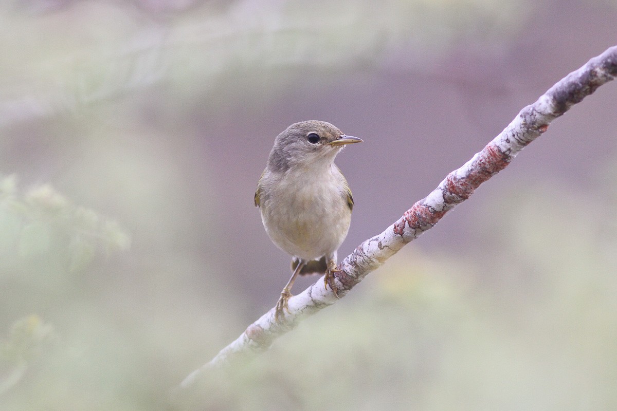 Yellow Warbler (Galapagos) - ML45298521