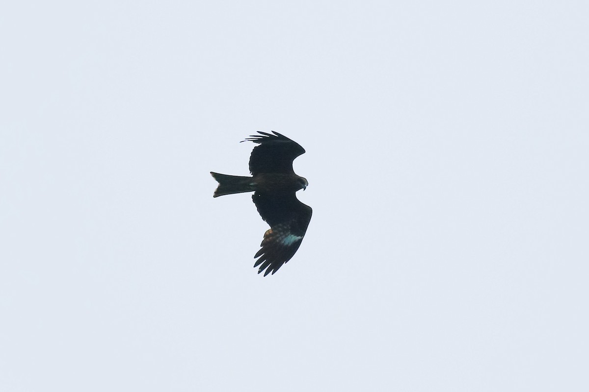 Black Kite - u7 Liao