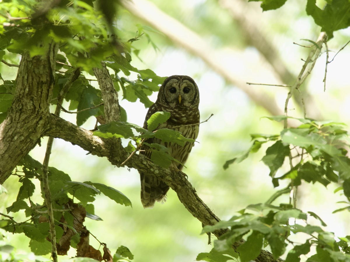 Barred Owl - ML452986551